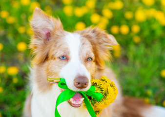 Blue-eyed red border collie dog  holding a bouquet of yellow dandelions in his teeth