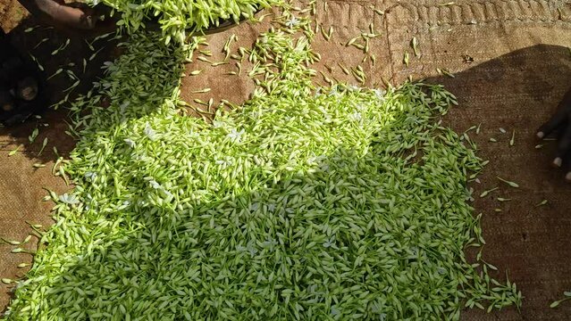 Closeup of harvested fresh jasmine buds being filled in weigh plates for weighing