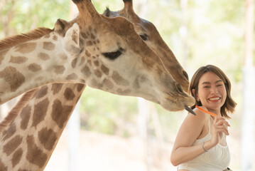 Happy young woman smiling with perfect smile feeding giraffe in zoo. Tourist girl enjoying a trip...