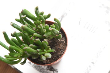 A small succulent for home decor.