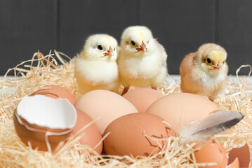 Little chicks in the nest. A nest with cute little chicks and eggs