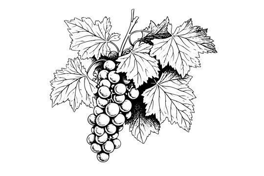 Hand drawn ink sketch of grape on the branch. Engraving style vector illustration