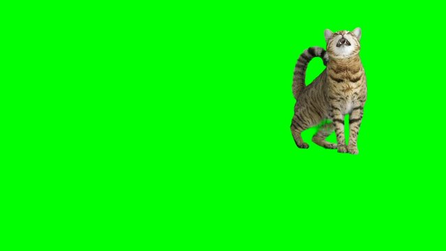 Bengal cat jumps from one platform to another and sits down on green screen isolated with chroma key.