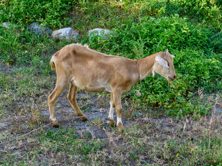 Naklejka na ściany i meble Goat in the pasture. Brown goat on a green meadow.
