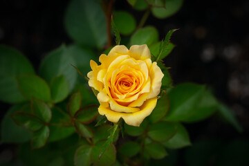 Little yellow rose with green foliage is blooming in the garden.