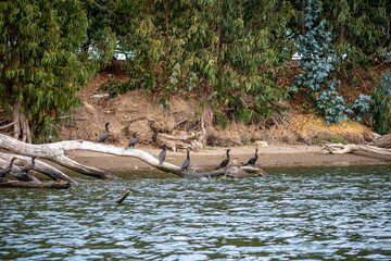 row of birds on a branch by the seashore