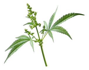 Cannabis or hemp plant isolated on white background.