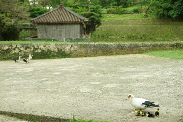首里城公園を歩く観音アヒルの親子 （沖縄県那覇市, 2022年5月）