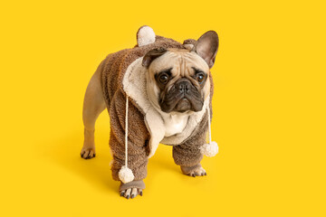 Cute French bulldog in pet clothes on yellow background