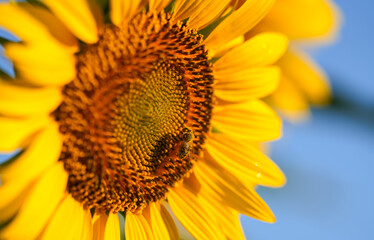 Bee on a sunflower plant in the morning. Close up photo with a bee harvesting polen. Farming agriculture concept image.