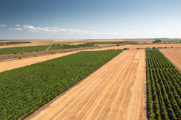 Vinery. Aerial view of a beautiful vineyard placed between agriculture fields during a sunny day with blue sky. Agriculture landscape.