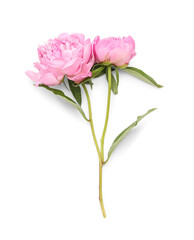 Pink peony flowers isolated on white background