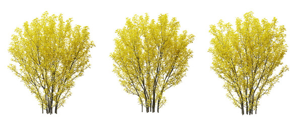 Fototapeta premium Berberis thunbergii bush plant on transparent background, 3d render.