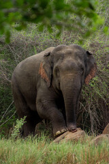 Fototapeta premium srilankan elephant