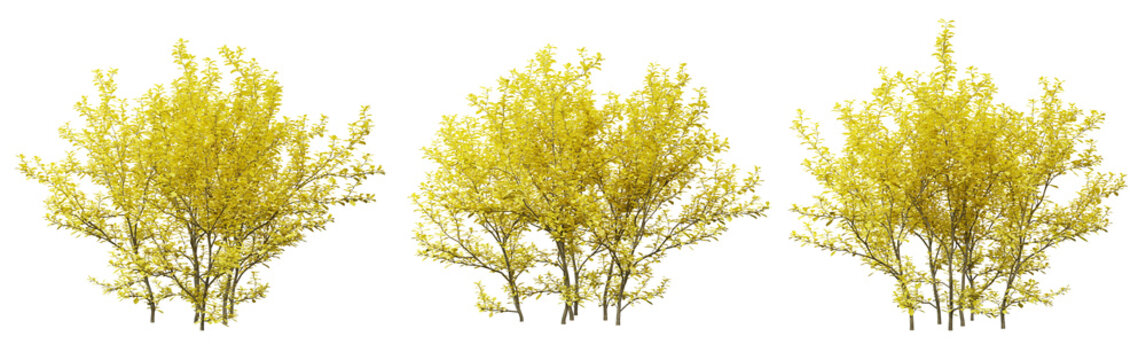 Berberis thunbergii bush plant on transparent background, 3d render.