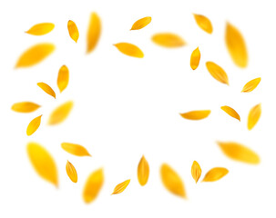 ヒマワリの花びらが舞う、夏の背景イメージ