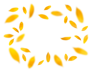 ヒマワリの花びらが舞う、夏の背景イメージ