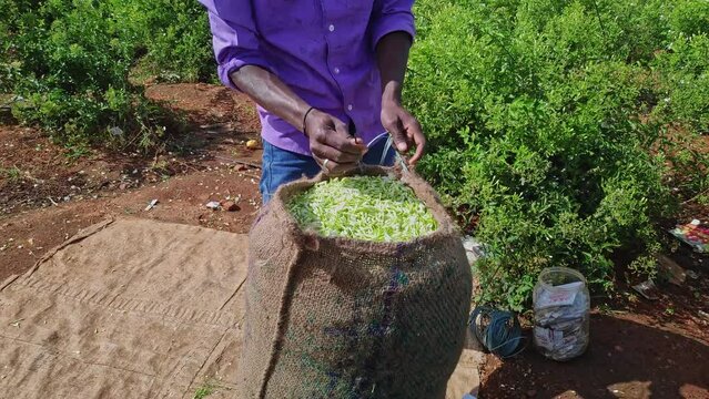 Close-up of a man sewing a sack filled with fresh jasmine flower buds