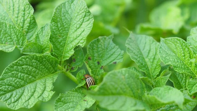 close-up of the Colorado potato beetle on a leaf of a growing potato in summer.destruction of parasites in agriculture. the beetle damages the tops