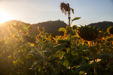 Sunflower field real and ready. Withered sunflowers on the field in autumn.
