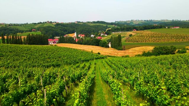 Aerial 4K drone footage of vineyards in Prlekija region in Slovenia. Filmed in the summer time during the day. This region is known for its rolling hills, winemaking, rich heritage and finest wine.