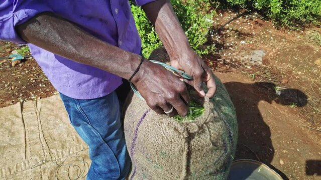 Close-up of a man sewing a sack filled with fresh jasmine flower buds