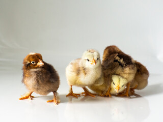 Five small brown and yellow chickens with space for text. Adorable little chicks for design decorative theme. Newborn poultry chicken beak on light background. Easter, farm concept. Selective focus.