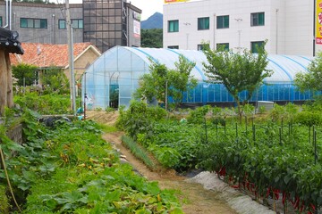 greenhouse in semi-urban farm, with Korean red pepper plants
