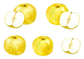 水彩で描いた梨のイラストセット　ベクター