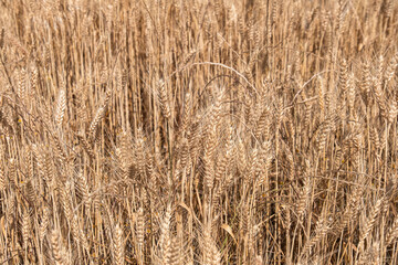ripe ears in the wheat field. harvest time.