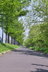A view of Hokkaido University in Sapporo, Hokkaido, Japan.