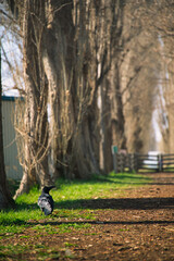 A view of Hokkaido University in Sapporo, Hokkaido, Japan.