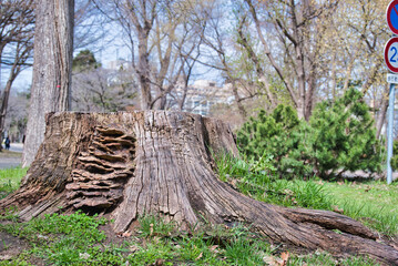 A view of Hokkaido University in Sapporo, Hokkaido, Japan.