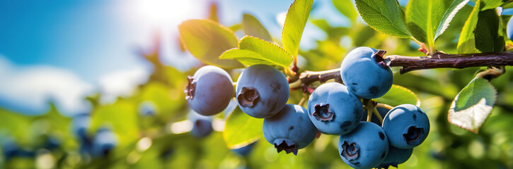 Blueberry tree with fresh blueberries. Ripe blueberries in Orchard ready for harvesting