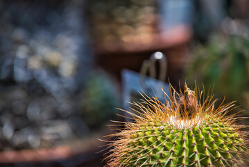 A view of the Hokkaido University Botanical Garden in Sapporo, Hokkaido, Japan.