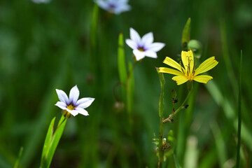 Yellow wildflower of NIGANA(Japanese name) and annual blue-eyed grass.