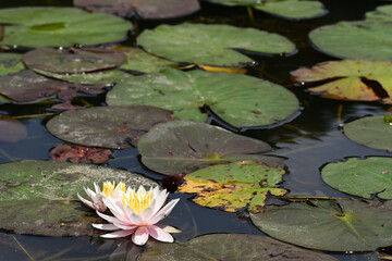Beautiful waterlily in a pond.	