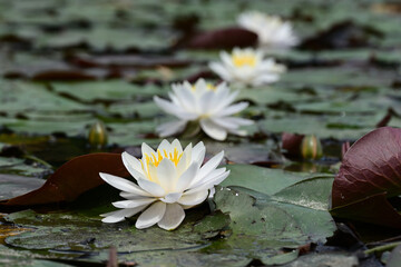 Beautiful waterlily in a pond.	
