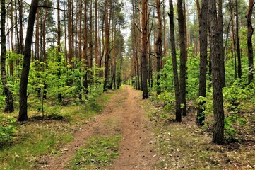 Rows of trees in the forest
