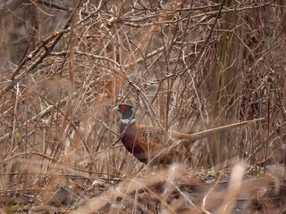 Common pheasant hidden in the grass.