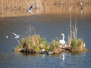 Gulls and a mute swan on a natural island.