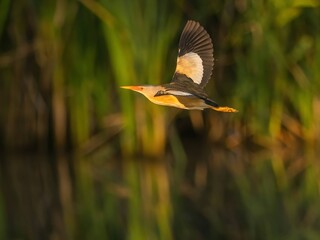 Little bittern in flight against a background of green plants.