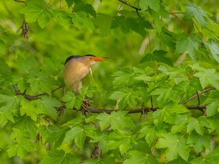 Little bittern on a branch among the maple leaves.
