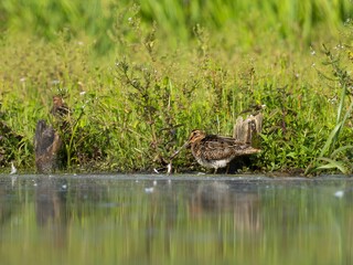 Common Snipe on the baffle of water, against a green background.