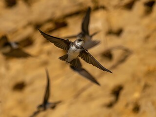 Sand martin in flight next to nests in the ground.