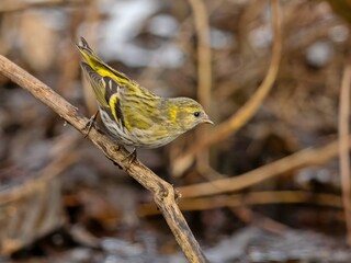 Eurasian siskin on a branch, with a smudged background.
