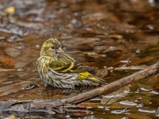 Eurasian siskin takes a water bath.