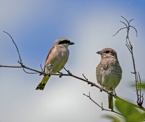 Red-backed shrike on a branch with another bird.