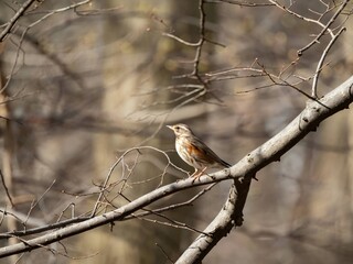 Fieldfare on a tree branch, blurred background.