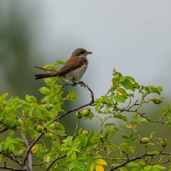 Red-backed shrike on a branch, blurred background.